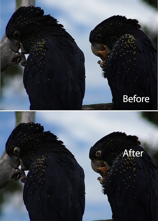 animal-eyes-fix-lightroom-before-after.jpg
