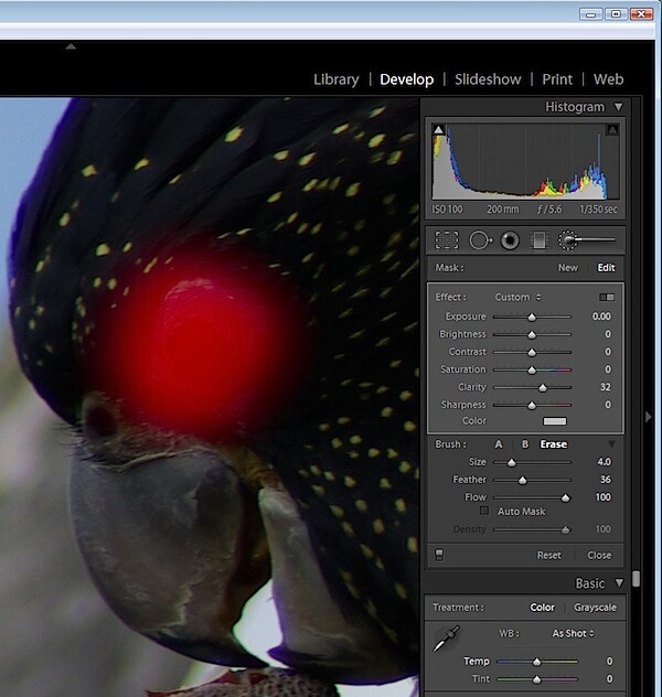 animal-eyes-fix-lightroom-step1.jpg