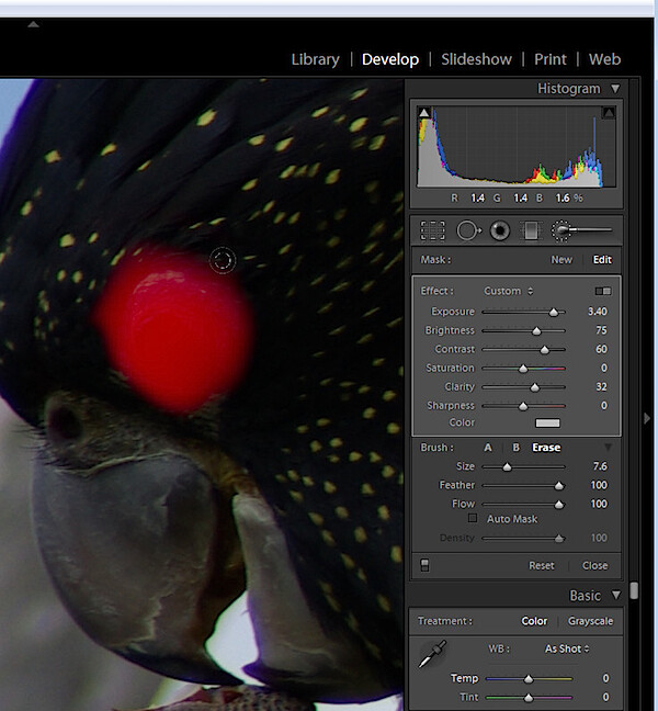 animal-eyes-fix-lightroom-step3.jpg