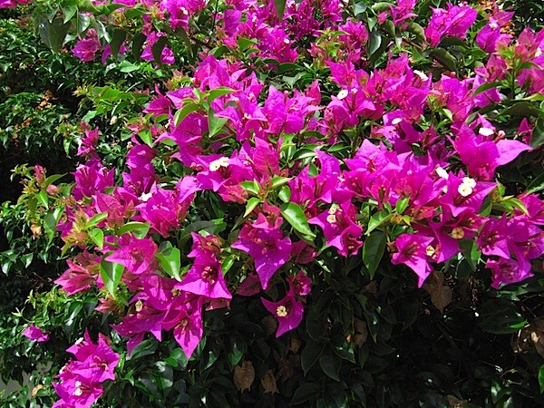 Canon Powersho-SX200IS-Bougainvillea.JPG