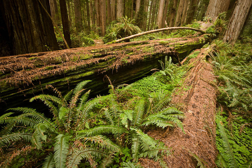  Fallen Redwoods, Stout Grove, Jedediah Smith State Park, California.  Image Copyright Joe Decker