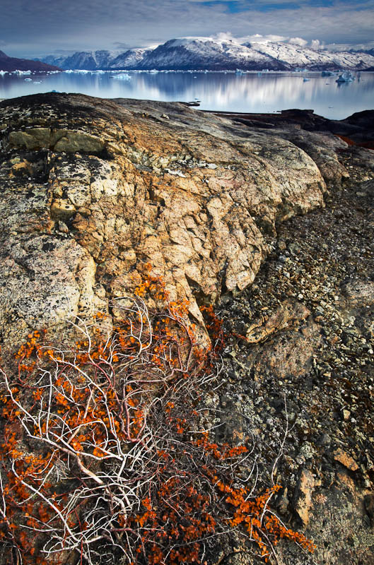 Dwarf Arctic Birch, C. Hofmann Peninusla, Greenland.  Image Copyright Joe Decker