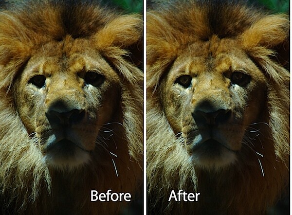 lion-before-after.jpg