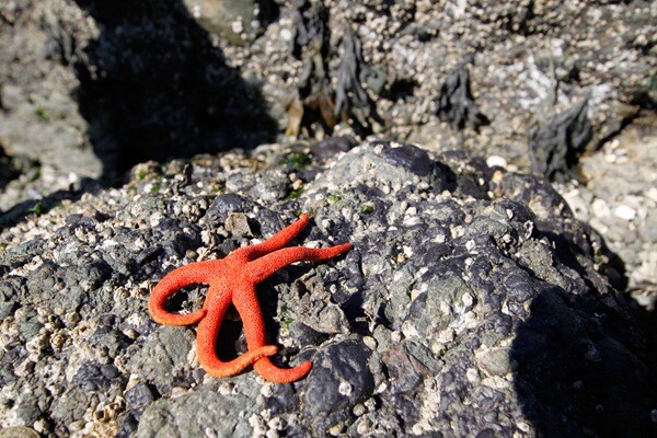 Blood Star