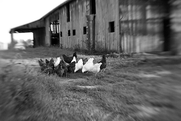 chickens2.jpg