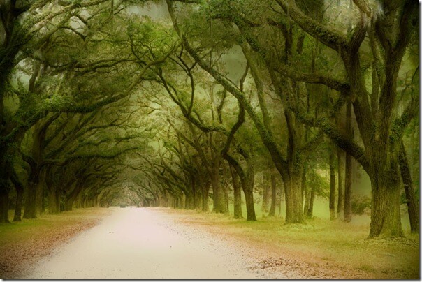 Wormsloe4
