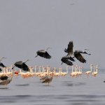 Photograph Copyright Mohammad al-Saleh