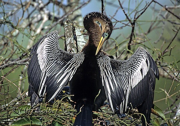 Cliff Kolber_Anhinga.jpg