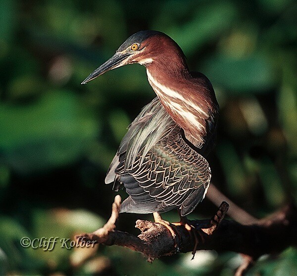 Cliff Kolber_Green Heron 9.jpg