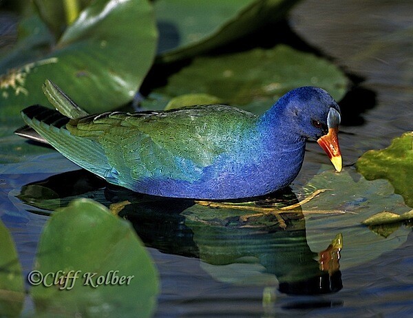 Cliff Kolber_Purple-Gallinule-3.jpg