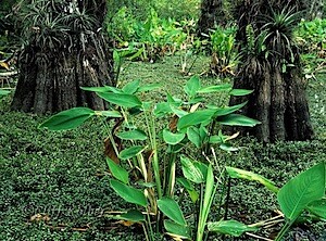 Cliff Kolber_Sanctuary.jpg