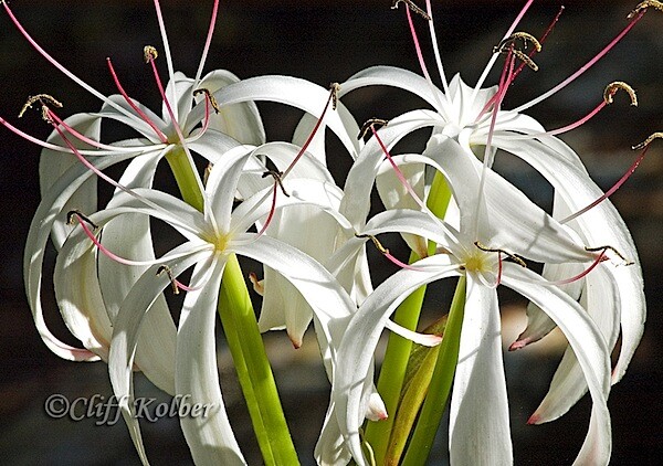 Cliff Kolber_Swamp Lily_DSC_2644.jpg