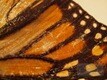 Copyright Dawnstar Australis