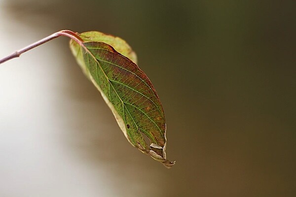 leaf900-1-tm.jpg Exposure: 0.002 sec (1/640) | Aperture: f/2.0 | Focal Length: 50 mm | ISO Speed: 200