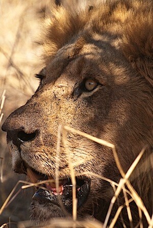 photo-safar.jpg