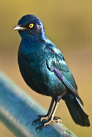photo-safari-1.jpg