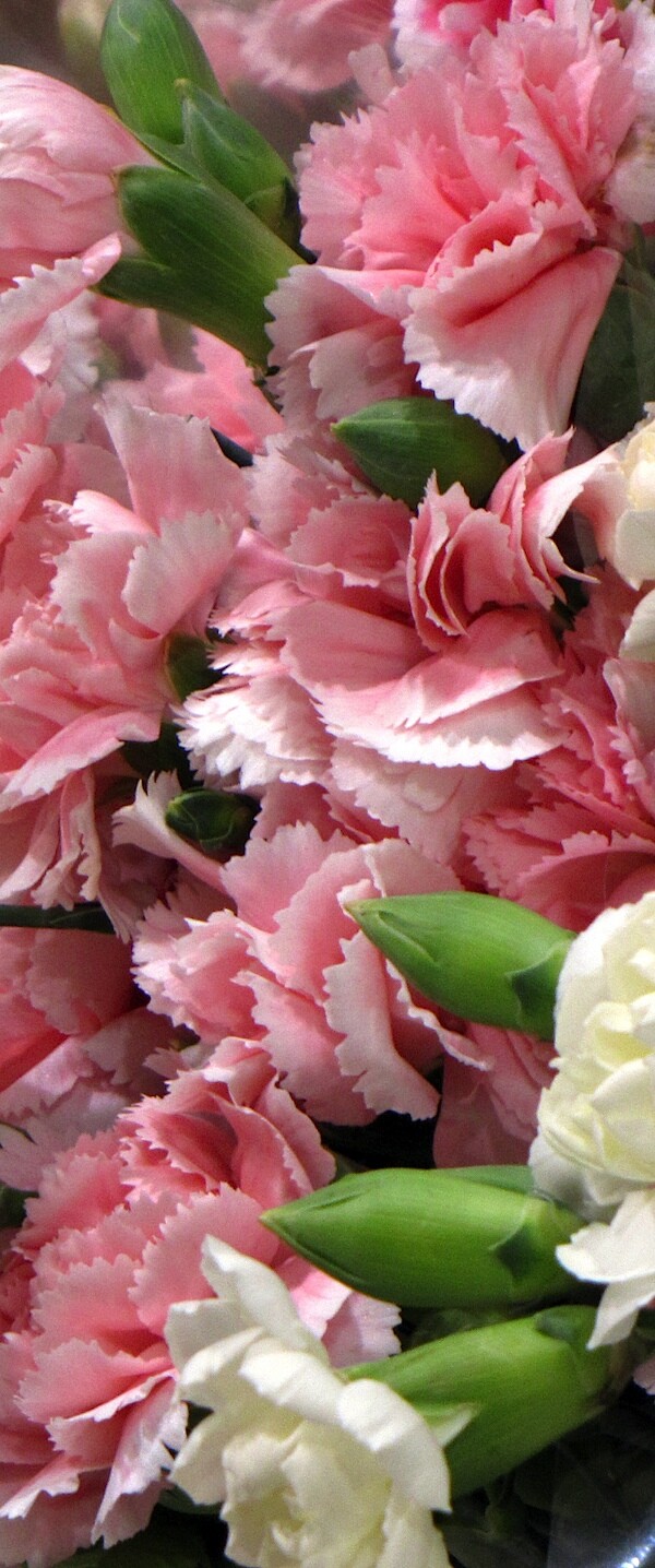 Flowers 1.jpg