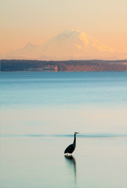 Heron And Mount Rainier