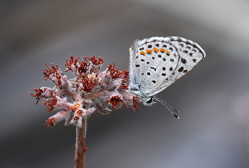 butterfly2 This photo was shot on a cold overcast day. The cold weather kept the butterfly from moving, and allowed me to position my macro lens just a few inches from the butterfly. (Photo by Steve Berardi)