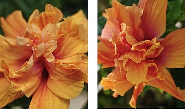 twin hibiscus.jpg