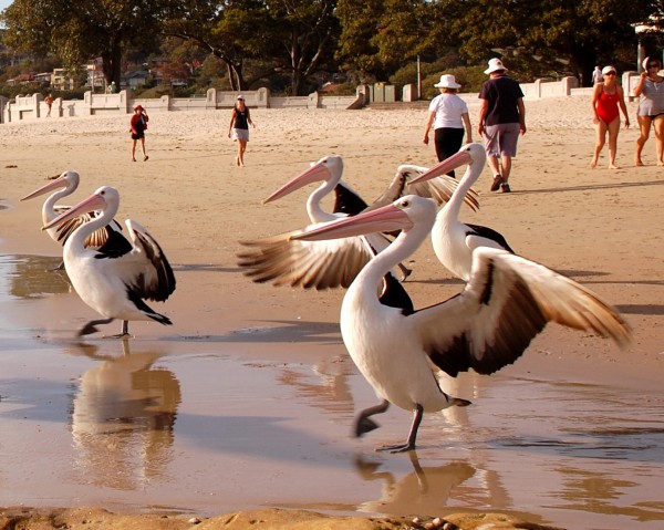 HOW TO SHOOT ANIMALS, CHILDREN AND MOTORBIKES Rocks Pelicans 064 600x479 HOW TO SHOOT ANIMALS, CHILDREN AND MOTORBIKES