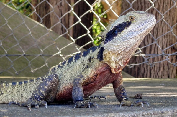 HOW TO SHOOT ANIMALS, CHILDREN AND MOTORBIKES There Be Dragons crop 600x398 HOW TO SHOOT ANIMALS, CHILDREN AND MOTORBIKES
