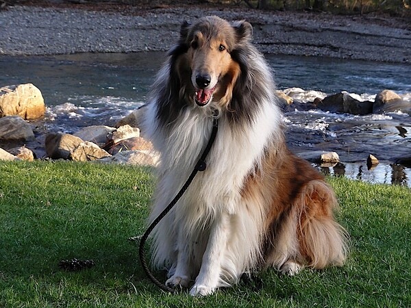 hx5v-collie.jpg