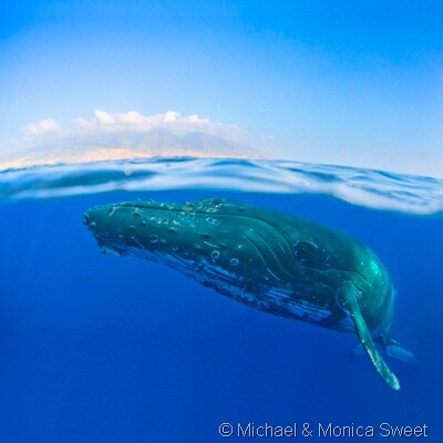 Whale