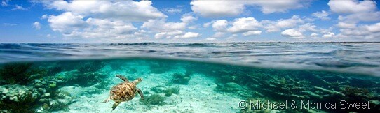 Honua
