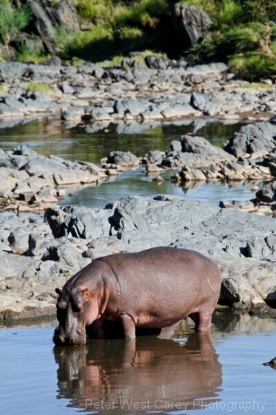 Hippo At His Pool, Tanzania