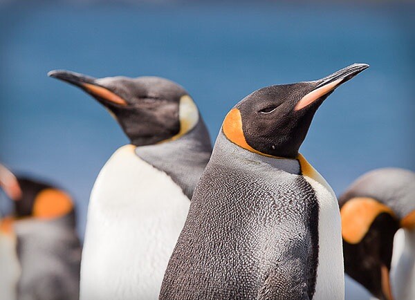 King Penguins