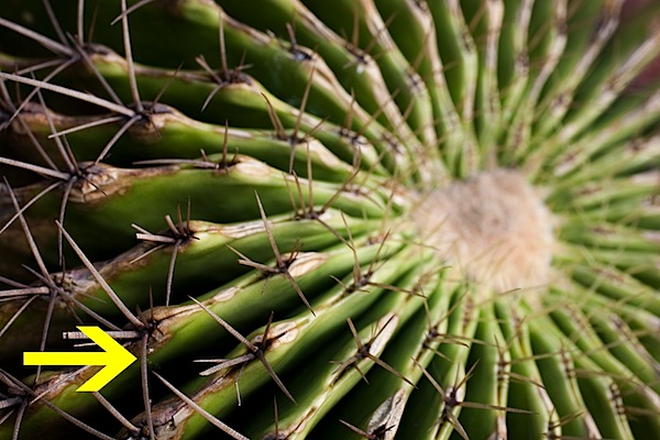 focus-stacking-photo G.jpg