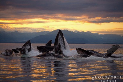 USA, Alaska, Chatham Strait, Humpback whales (Megaptera novaeangliae) bubble-feeding at sunset