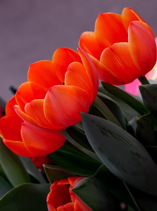 Tulips.JPG