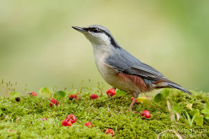 bird-photography-feeders