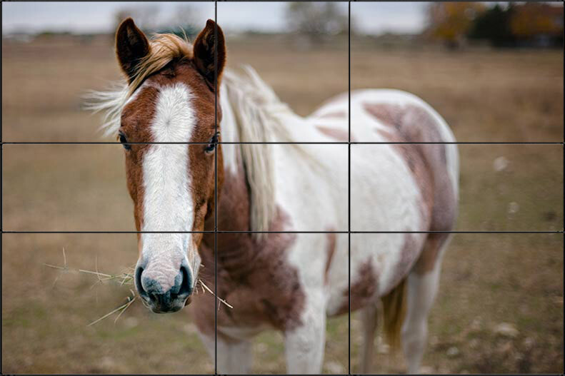 horseExample