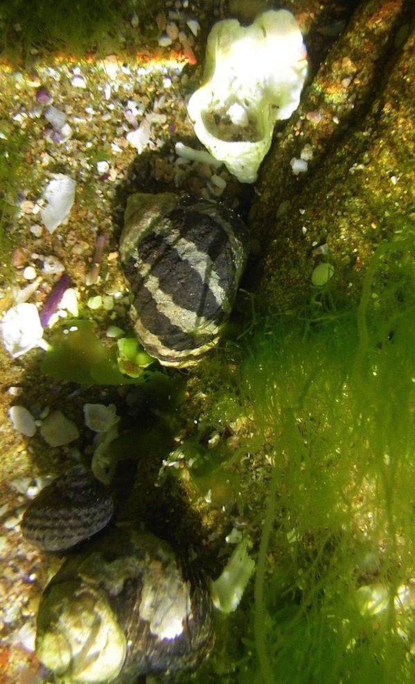 Shells underwater 2.JPG