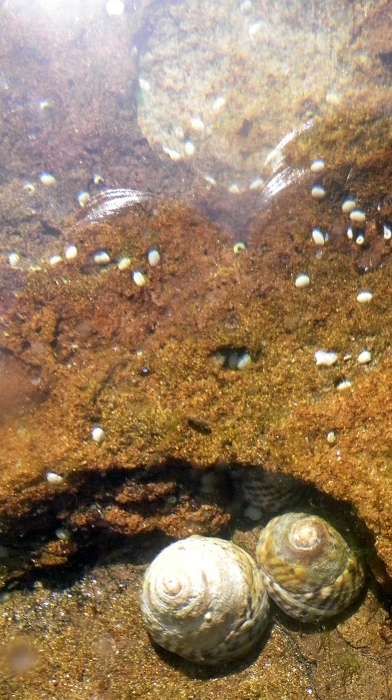 Shells underwater 4.JPG