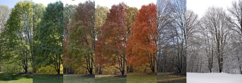 4-TreeSeasons.jpg