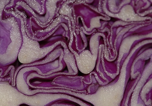 7-RedCabbage.jpg