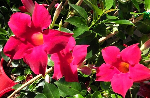 Flower 1.JPG