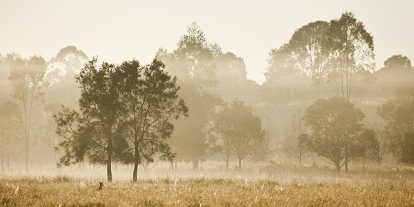 Foggy, glowing sunrise near Minnie Waters (Near Grafton, NSW)