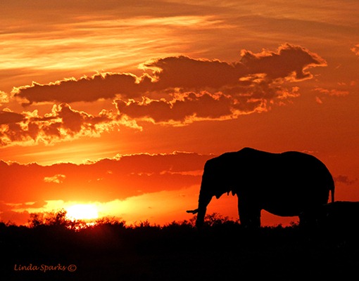 Africa_1_338_Elephant_sunset_signed_tiny