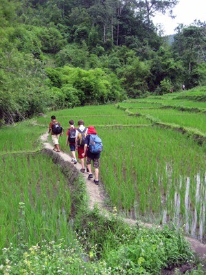 Trekking through rice fields