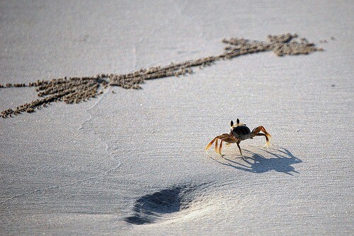 Walk Like a Crab