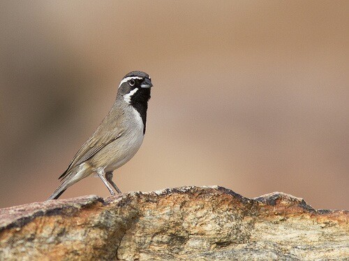 black_throated_sparrow.jpg