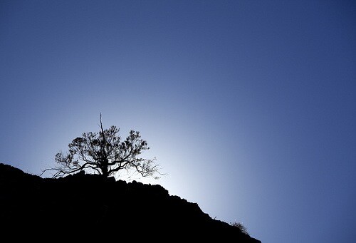 daytime_silhouette.jpg