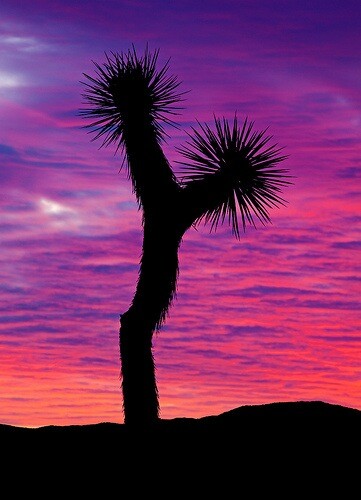 joshua_tree.jpg