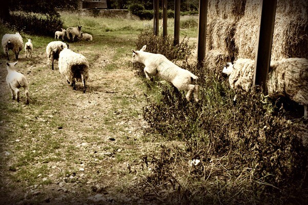 lambs