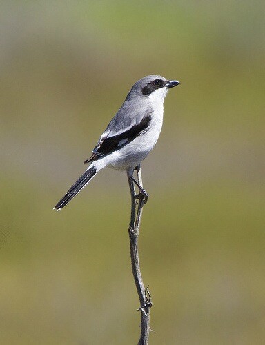 loggerhead_shrike.jpg